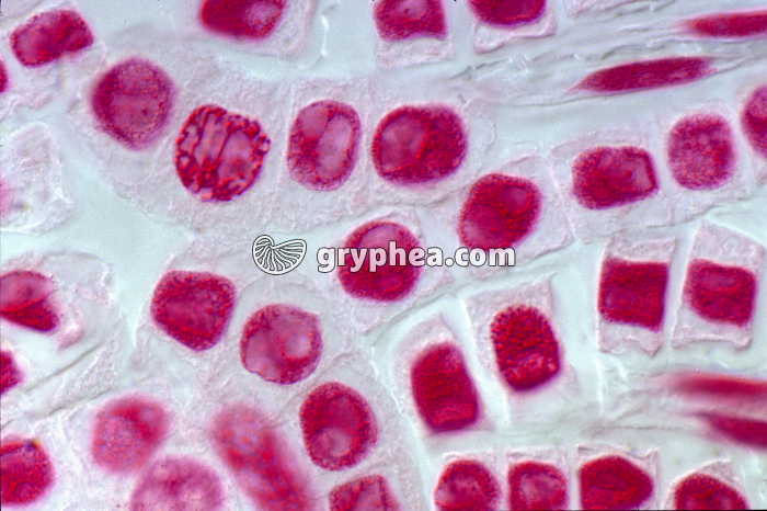 Mitoses de cellules de racine d'Ail - coloration Feulgen x160 - gryphea.com